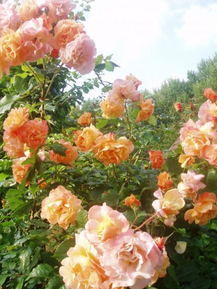 Alte Rosen duften unbeschreiblich....und sieht diese hier nicht wunderschön aus?