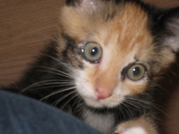 Mein neu Zugang, Pinki ein kleines freches dreifarbiges Kätzchen. jetzt ca. 9 Wochen alt und fühlt sich hier pudel wohl.