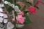 September 2012:
die kleinen Bodendeckerrosen aus dem Garten blühen nochmals, fast schöner als im Rosenmonat Juni ;-) Die musste ich mir doch fü