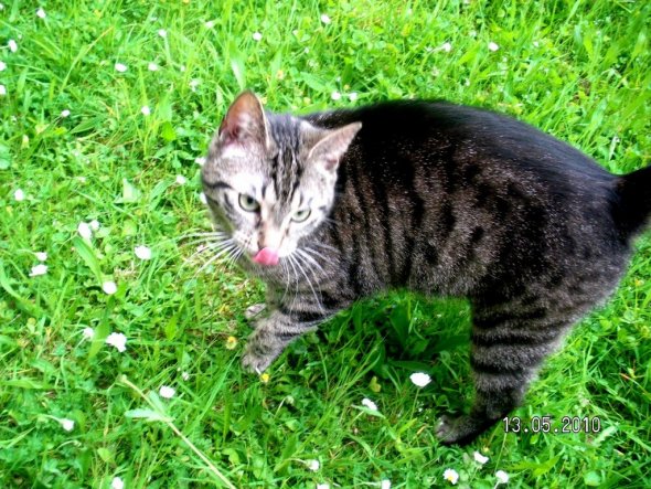 Kitty auf der Wiese..Das Bild fand ich toll weil ich sie beim Zunge rausstrecken erwischt habe *g*