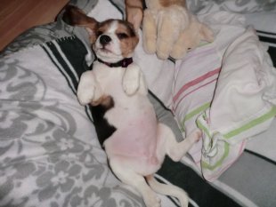 Amy,unser Beagle