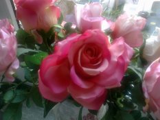 Zimmerschauerin rosenfee2012
