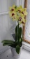 Deko 'Orchideenparadies'