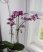 Deko 'Orchideenparadies'
